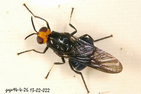 Cyphomyia sp.