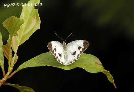 台灣紋白蝶，雌