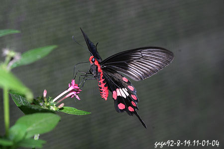 紅紋鳳蝶 