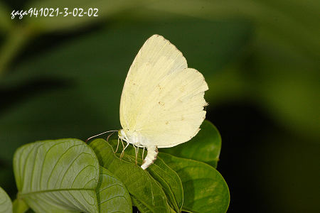 台灣黃蝶產卵於鐵刀木的葉上