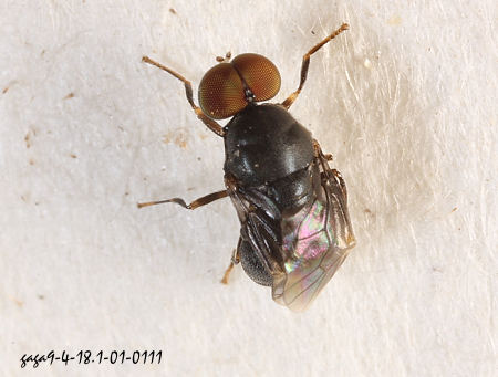 Pachygaster  sp.  
