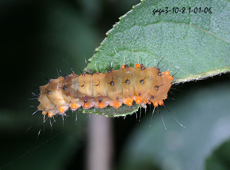 蓬萊茶斑蛾 幼蟲