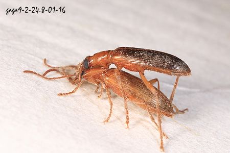 膝角擬金花蟲  Odontocera qinlingensis