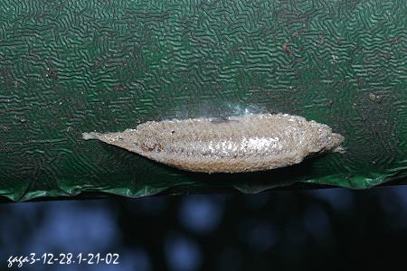 棕靜螳螵蛸