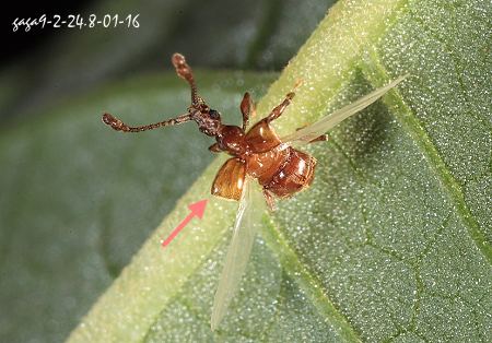 蟻塚蟲 Taiwanophodes minor