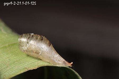 细扁食蚜蝇，蛹