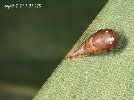 细扁食蚜蝇蛹