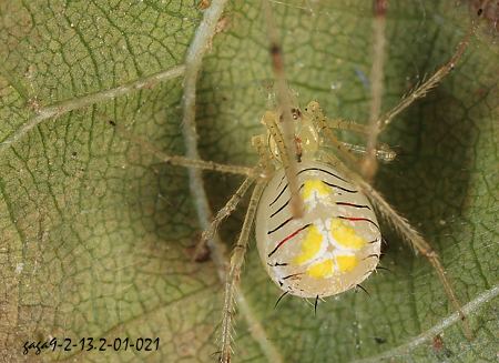 棘腹米歐蛛Meotipa spiniventris