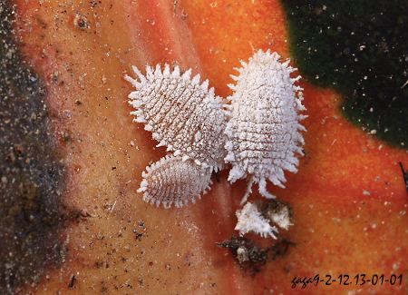 太平洋臀紋粉介殼蟲