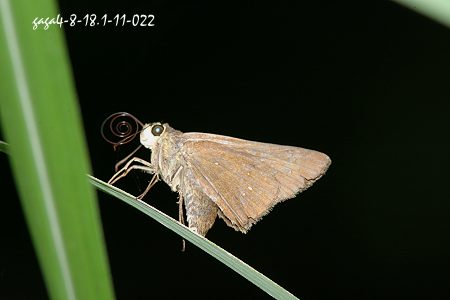 臺灣大褐弄蝶 