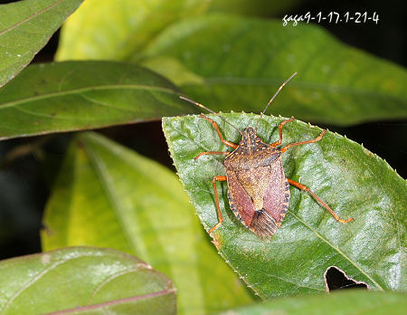 Halyomorpha halys 