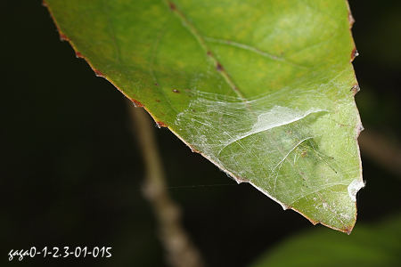 黑綠鬼蛛，棲息葉端築薄絲為巢