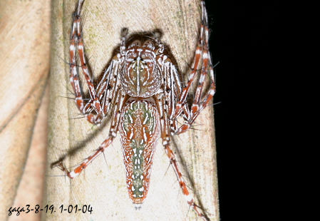 ↑豹纹猫蛛(雌),常见的个体