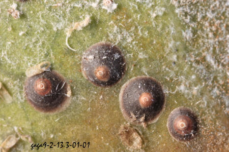 褐圓盾介殼蟲