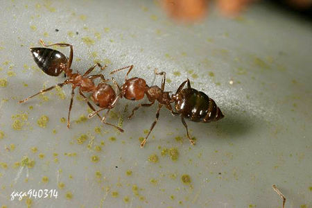 甲仙舉尾蟻