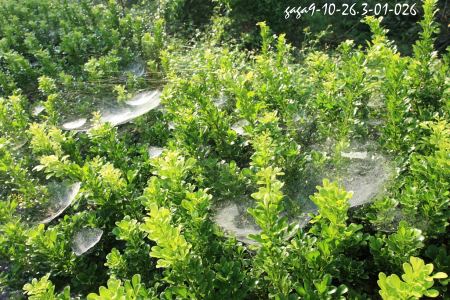 方格雲斑蛛，網外圍格子狀，中心皿狀，皿口巢上，群聚結網在較低的枝葉上。
