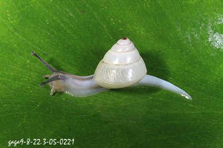  Coniglobus albidus