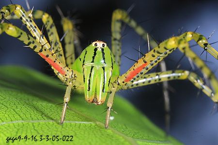 台灣綠貓蛛，雌蛛