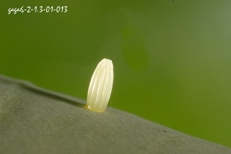 紋白蝶 卵