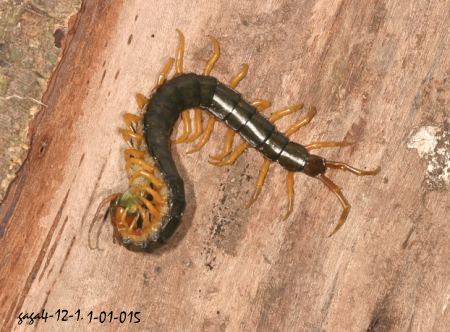 Scolopendra subspinipes 