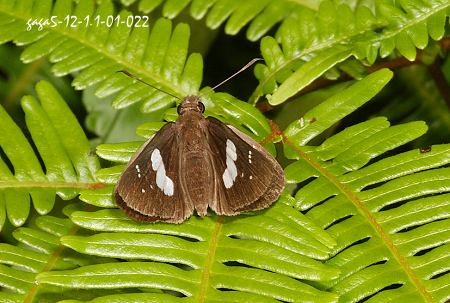 黑弄蝶，前翅面中央有一條白色寬型斜帶斑