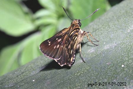 臺灣脈弄蝶