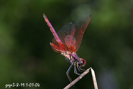 紫紅蜻蜓，雄蟲