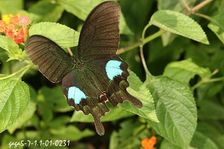 Papilio paris nakaharai 
