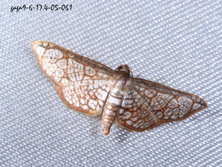 網蛾  Rhodoneura erecta 