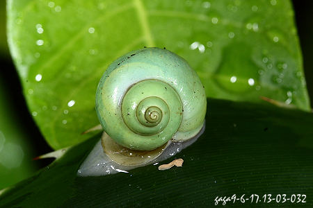 台湾青山蜗牛 Leptopoma nitidum taivanum