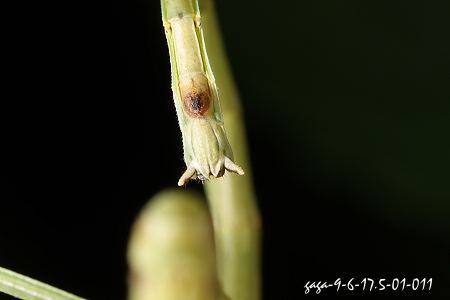 颗粒短肛竹节虫  雄