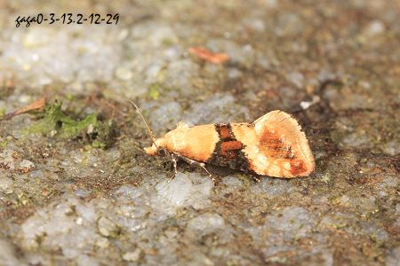 環針單紋捲葉蛾 Eupoecilia ambiguella