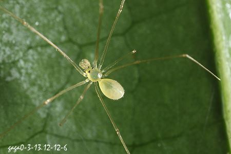 順子貝爾蛛