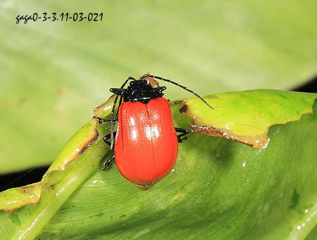 紅巨翅螢金花蟲