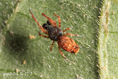 蓬萊蟱蛛Uloborus formosanus