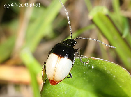 Atrachya bicoloripennis 