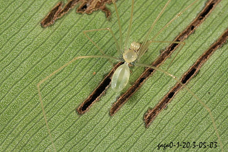 Spermophora  junkoae 