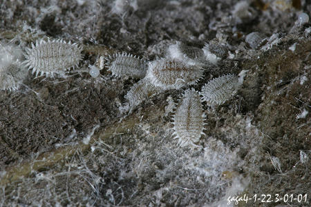 太平洋臀紋粉介殼蟲