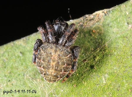  毛圓蛛  Eriovixia sp. 