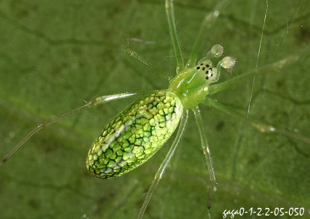 绿鳞长脚蛛Tetragnatha squamata