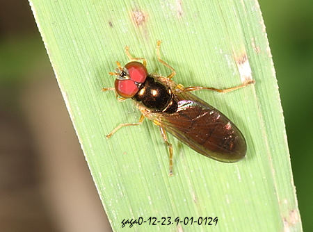 墨蚜蠅屬 Melanostoma sp.