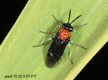 真片胸葉蜂屬 Eutomostethus sp.
