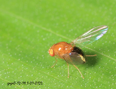 雙鬃縞蠅屬 Sapromyza sp. 