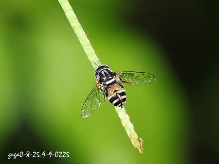 鋸盾小食蚜蠅