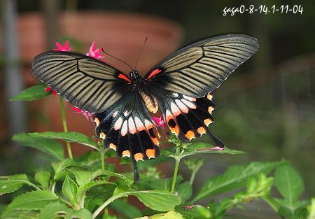 大鳳蝶，雌蝶有兩型，本圖為有尾型