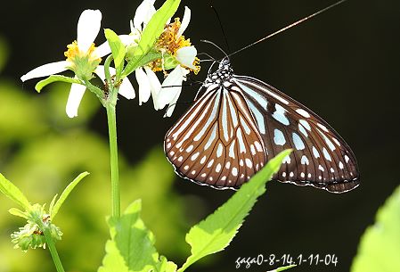 旖(ㄧˇ)斑蝶