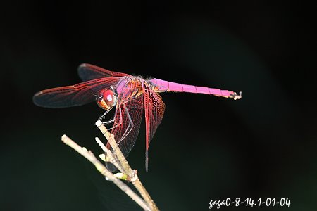 紫紅蜻蜓 