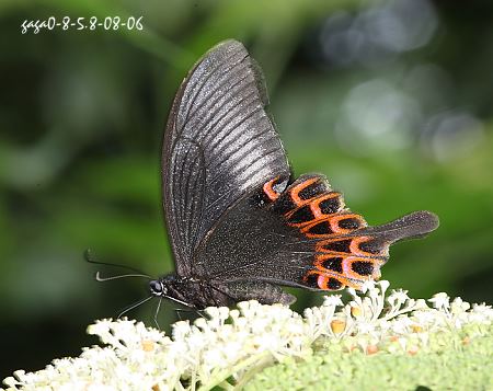Papilio hopponis