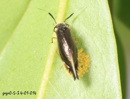 達邦岱嚙蟲 Dypsocus tappanensis