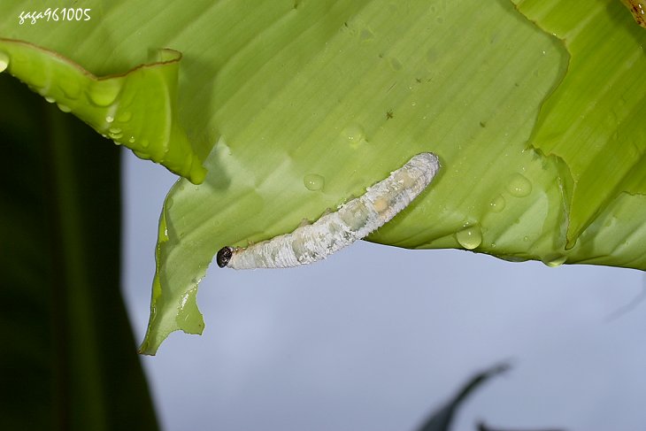 蕉 葉 的 弄 蝶 幼蟲